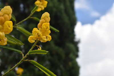 Close-up of yellow flowering plant against sky