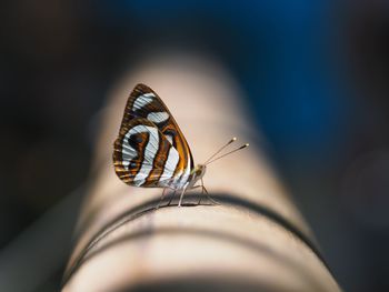 Close-up of butterfly on bamboo