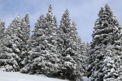 Low angle view of snow covered trees against sky