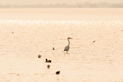 Birds in water
