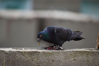 Close-up of pigeon perching on wall