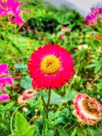 Close-up of pink flower blooming on field