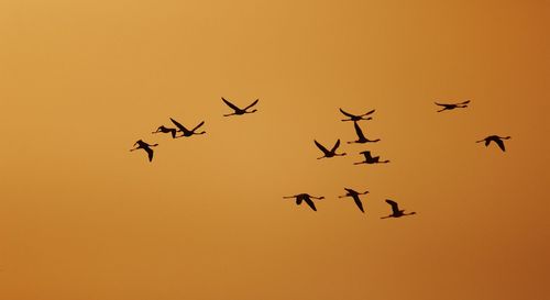 Low angle view of silhouette birds flying against clear sky