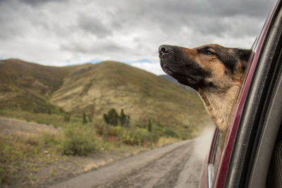 Profile view of dog looking out of car window against sky