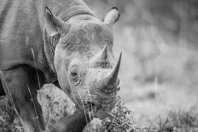 Close-up of rhinoceros on field at forest