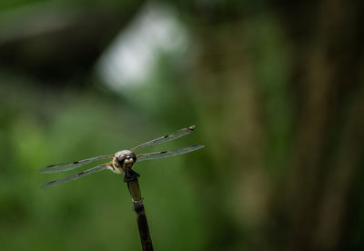 Close-up of dragonfly on plant