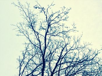 Low angle view of bare trees against the sky