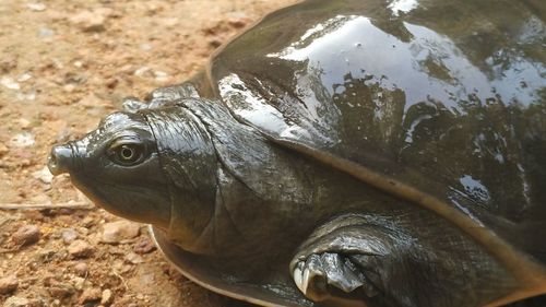 Close-up of crocodile in water