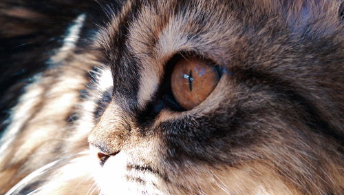 Close-up portrait of a cat