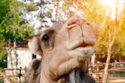 Close-up of a horse