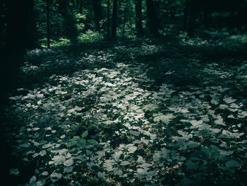 View of lush trees in the forest