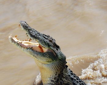 Close-up of a lizard on the beach