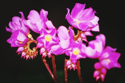 Close-up of pink flower over black background