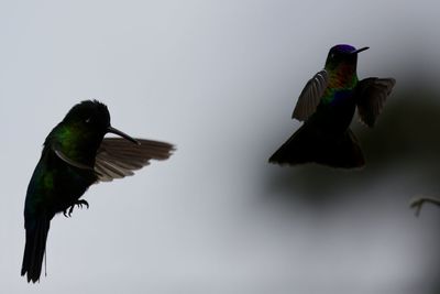 Low angle view of bird flying against clear sky