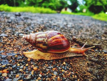 Close-up of snail