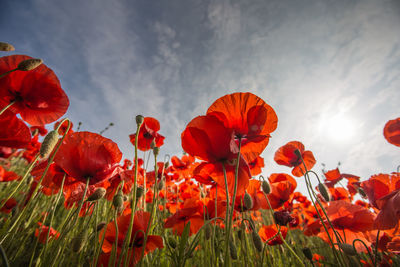 Close-up of poppies blooming on field against sky