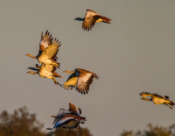 Low angle view of birds flying against clear sky