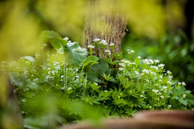 Close-up of fresh green plant