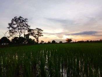 Scenic view of field against sky during sunset