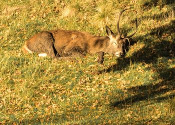 Portrait of deer lying asleep on field