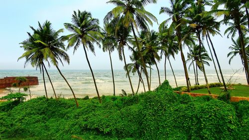 Palm trees on beach against sky