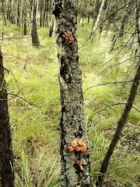 Mushrooms growing on tree trunk in forest