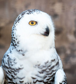 Close-up portrait of white owl