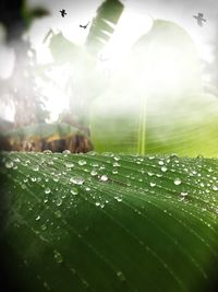 Close-up of water drops on spider web