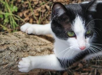 Close-up portrait of cat