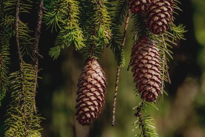 Close-up of pine cones hanging on tree