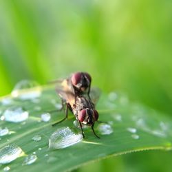 Close-up of insect on leaf