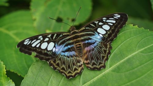 Close-up of butterfly on leaf