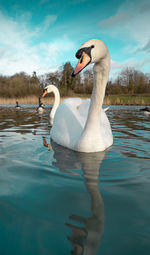 Swan swimming in lake