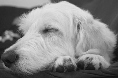 Close-up of dog resting