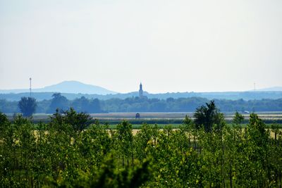 Plants growing on landscape against clear sky