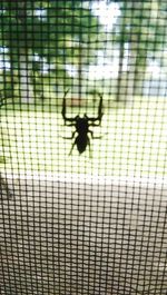 Close-up of spider on window