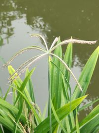 Close-up of wet plant