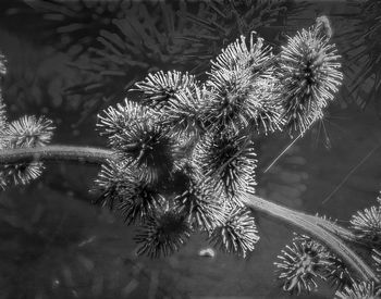 Close-up of flower plant
