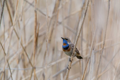 Close-up of bird perching on branch