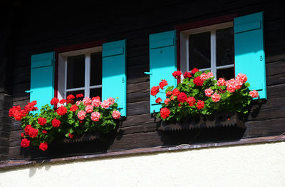 Low angle view of flowers blooming in building window box during sunny day