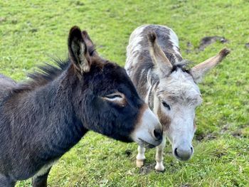 Donkeys in love