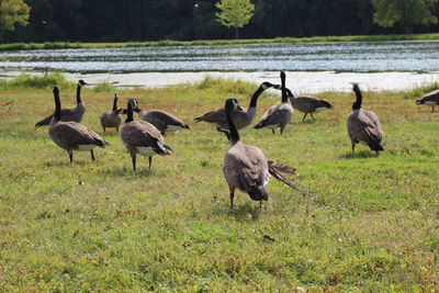 Flock of birds on field by lake