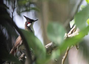 Close-up of bird perching on plant