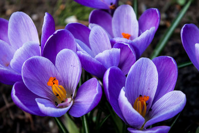 Close-up of purple crocus flowers