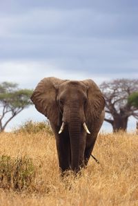 Elephant in a field