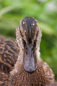 Close-up portrait of a bird