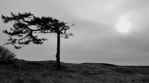 Single tree on hill against sky