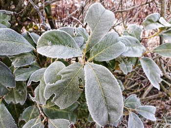 Close-up of frozen leaves during winter