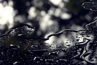 Close-up of raindrops on flower