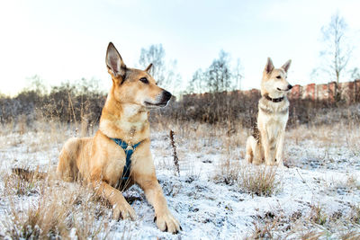 View of dogs on snow covered land